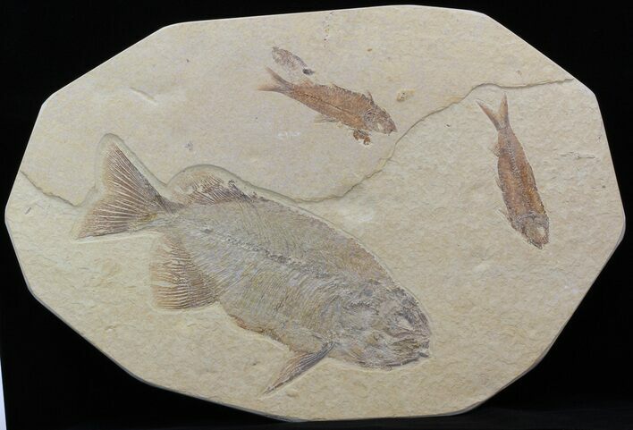 Phareodus & Knightia Fossil Fish - Wyoming #44543